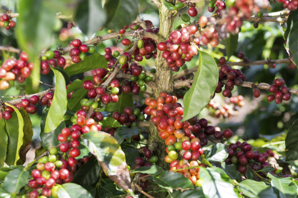 produção de café sustentável